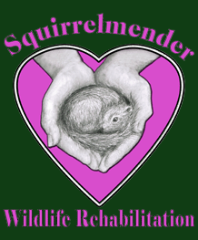SquirrelMender Ventura County