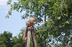 Adult squirrels